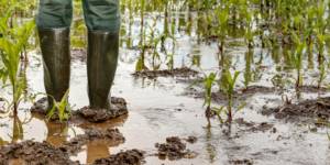 Außergewöhnliche Wetterereignisse: So erhalten Landwirte Unterstützung - Ecovis Agrar