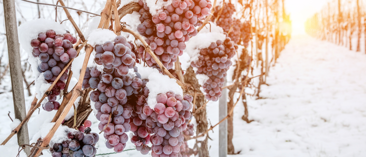 Zuschüsse für Frostschäden: Wie Landwirte Unterstützung erhalten können