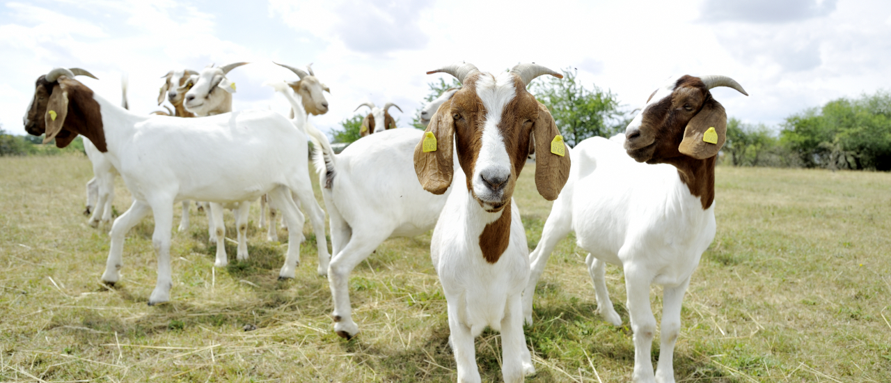 Tierhaltungskooperation: Wann Landwirte Steuervorteile nutzen können