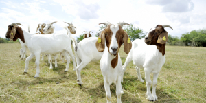 Tierhaltungskooperation: Wann Landwirte Steuervorteile nutzen können - Ecovis Agrar